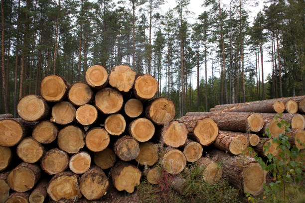 istock Stacks of pine logs against pine forest 1195177392