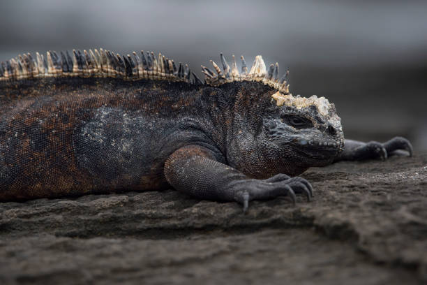 istock Endemic Marine Iguana at Isabella, Galapagos islands 1195177456