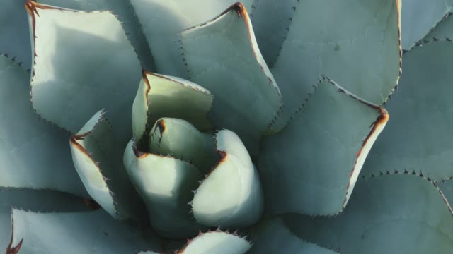 Close up of agave cactus