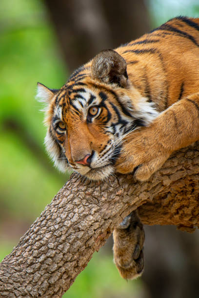 tygrys bengalski (panthera tigris tigris) na drzewie, dzikiej przyrody zastrzelony - wild tiger zdjęcia i obrazy z banku zdjęć