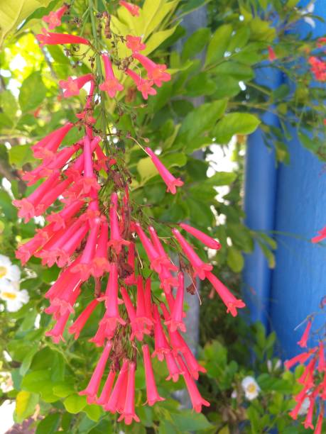 istock Beauty in the flowers 1195179707
