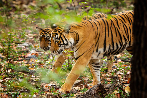 istock Bengal tigers (Panthera tigris tigris) in Ranthambhore National Park 1195180804