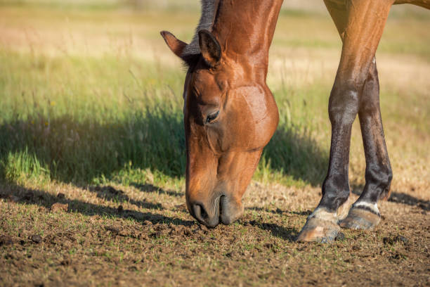 istock Horse grazing in a meadow 1195181689