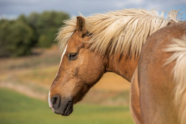 istock Shetland pony horse looking to the side 1195181692