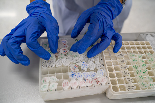 The researcher opens the storage box that keeps the sample in -80C refrigerator. To finds samples of protein used for the further experiment for biochemical laboratory.