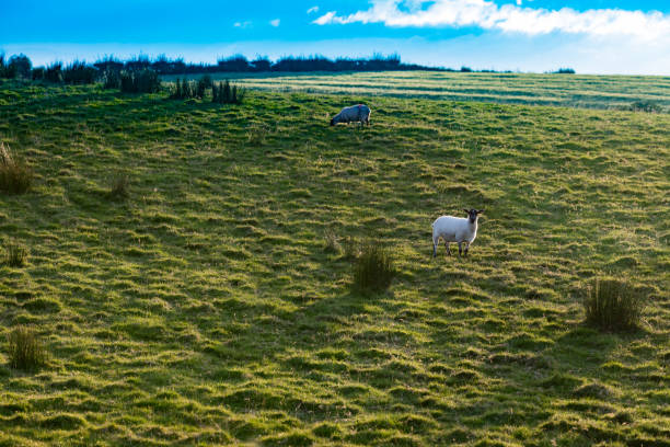 istock Landscape in Northern Ireland 1195182721