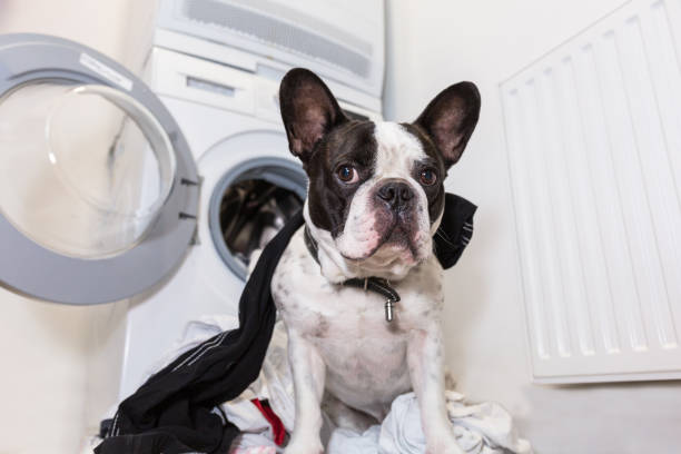 istock French bulldog with dirty laundry 1195184812
