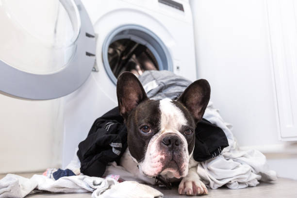 istock French bulldog with dirty laundry 1195184855