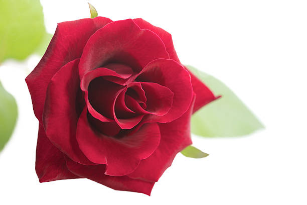 single red rose with green leaves isolated on white stock photo