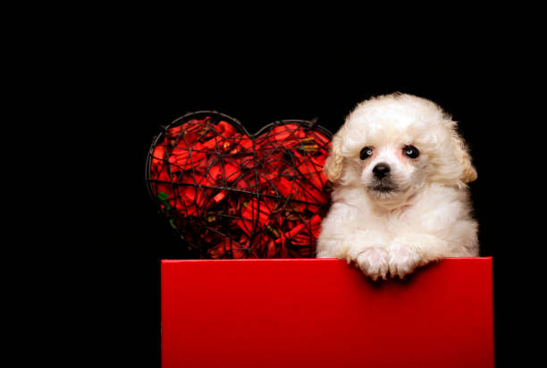 istock puppy paper box dark background 1195186624