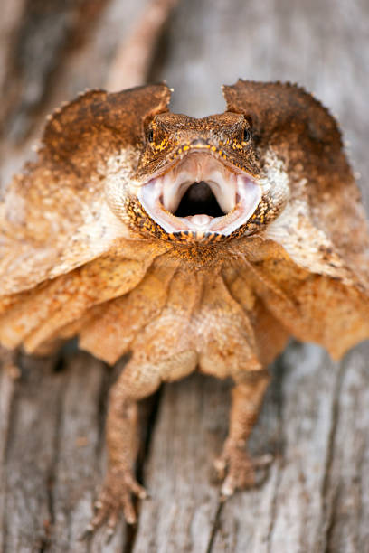 Frilled-neck Lizard The frilled-necked lizard, also known commonly as the frilled agama, frilled dragon or frilled lizard, is a species of lizard in the family Agamidae. squamata stock pictures, royalty-free photos & images