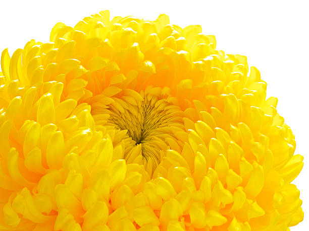 yellow chrysanthemum closeup isolated on white stock photo