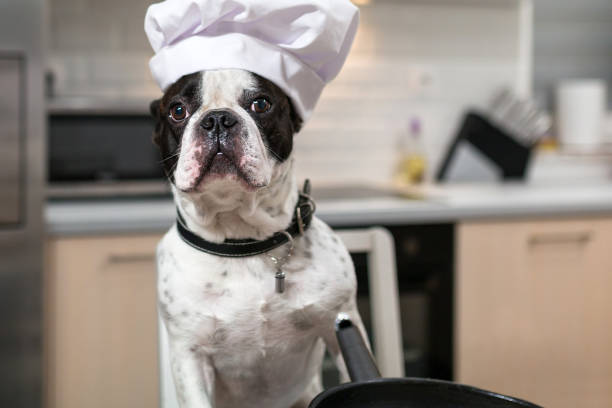 istock French bulldog cook frying eggs 1195188722