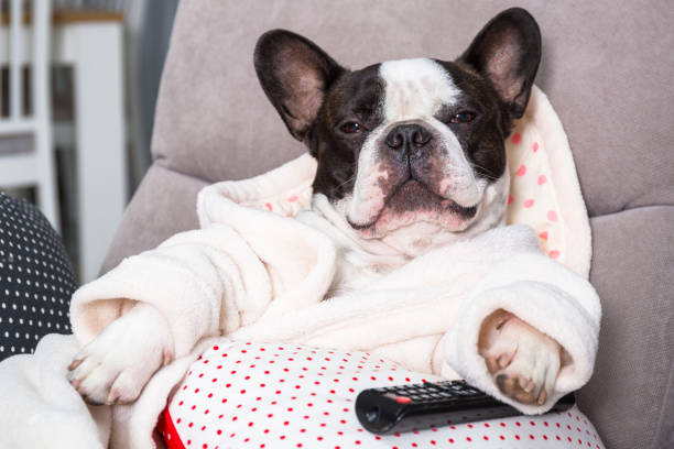 istock French bulldog in bathrobe watch tv with remote control 1195188949
