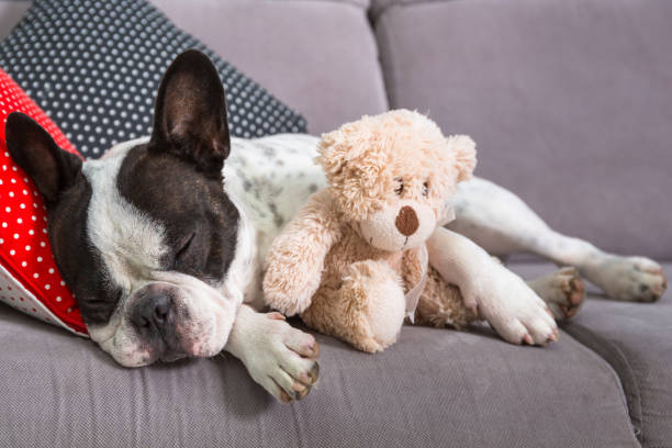 istock French bulldog with teddy bear 1195188970