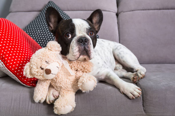 istock French bulldog with teddy bear 1195188991