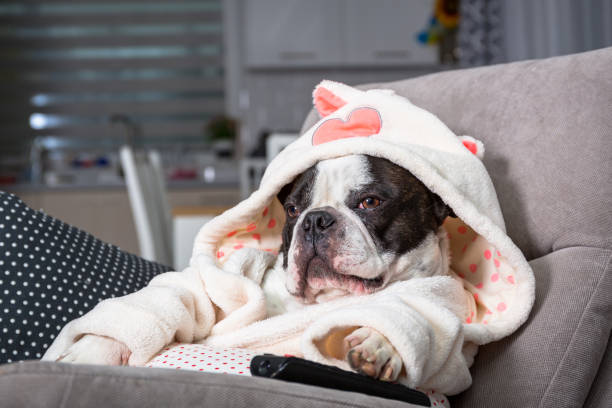 istock French bulldog in bathrobe watch tv with remote control 1195189643