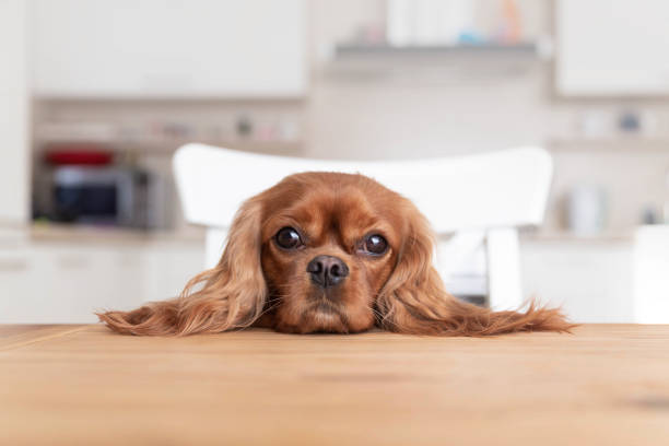 perro detrás de la mesa de la cocina - charles i fotografías e imágenes de stock