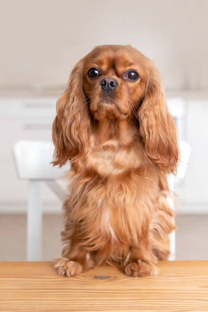 perro detrás de la mesa de la cocina - charles i fotografías e imágenes de stock