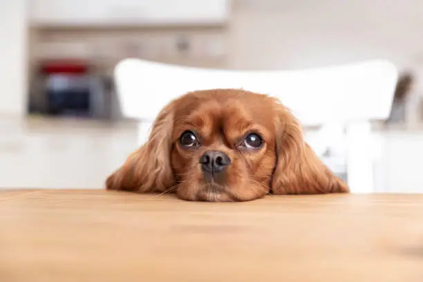 Cute dog sitting behind the kitchen table