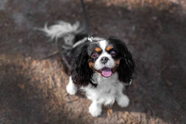 счастливая собака на прогулке - cavalier стоковые фото и изображения