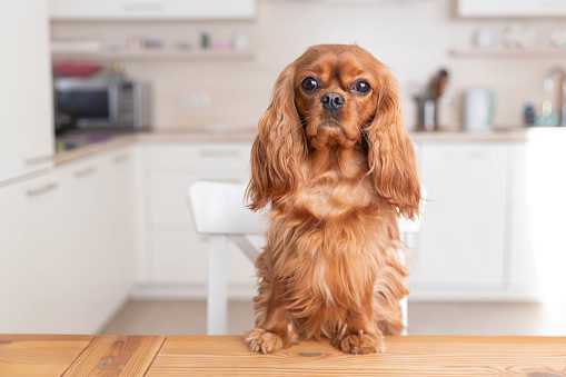 Cute dog sitting behind the kitchen table