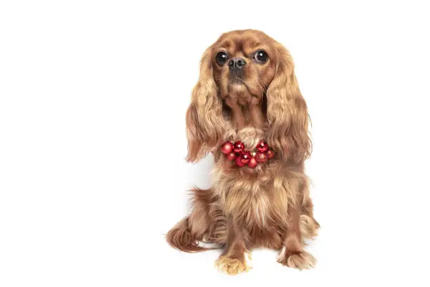 Christmas dog - cavalier spaniel, isolated on white background