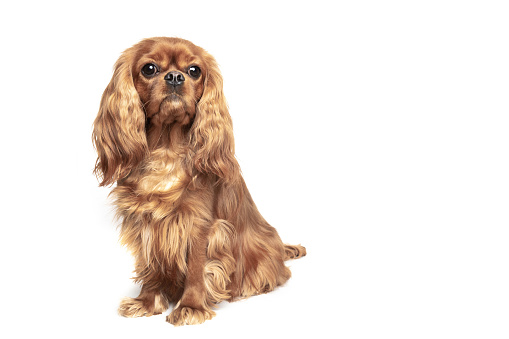 Cute dog - cavalier spaniel, isolated on white background