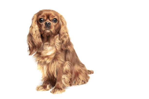 istock Dog isolated on white background 1195189701