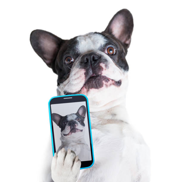 istock French bulldog taking a selfie 1195189704