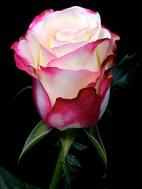 istock single white rose with red and pink borders on black 119519005