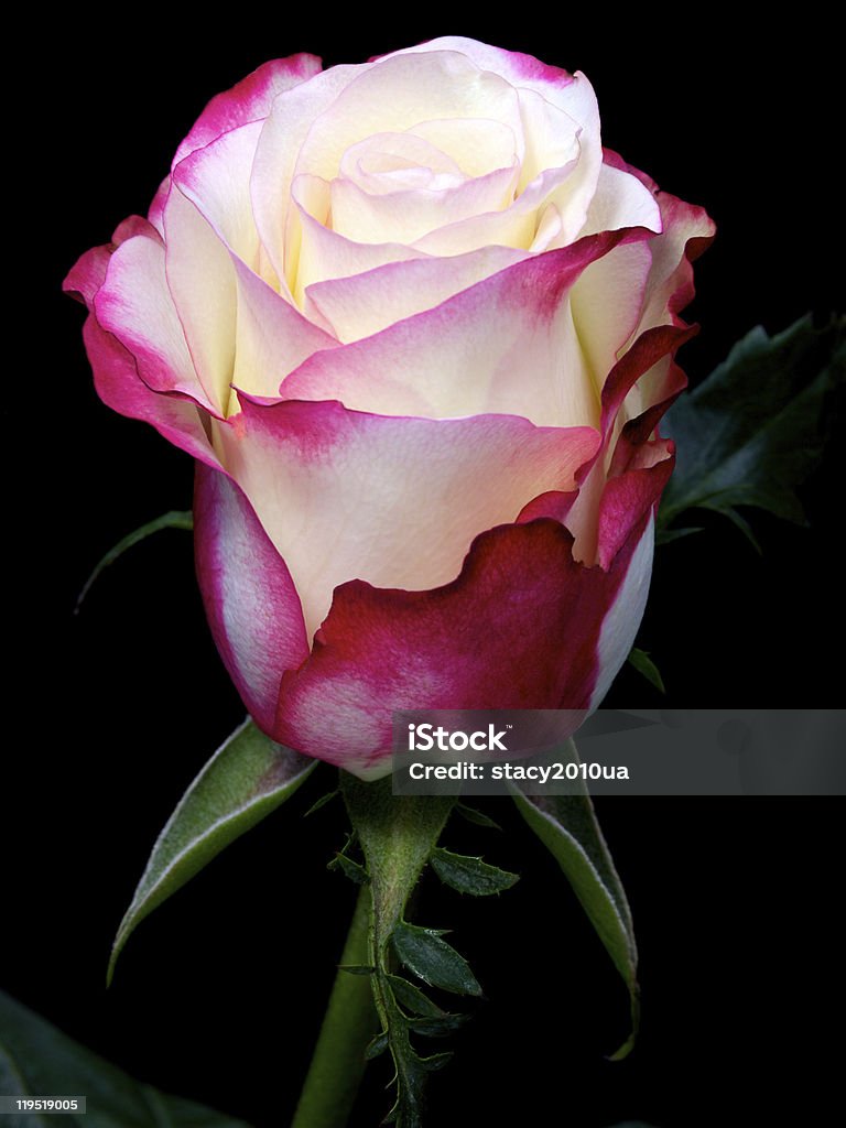 Uma única Rosa com branco, Vermelho e Rosa fronteiras sobre preto - Royalty-free Beleza natural Foto de stock