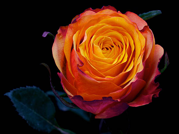 single red rose with orange core isolated on black stock photo