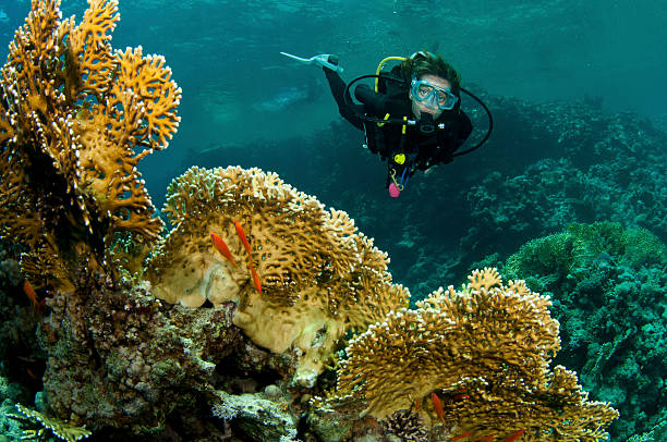 istock female scuba diver and coral 119519026