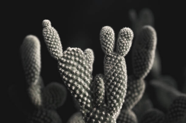 istock Opuntia microdasys cactus in the pot 1195191211