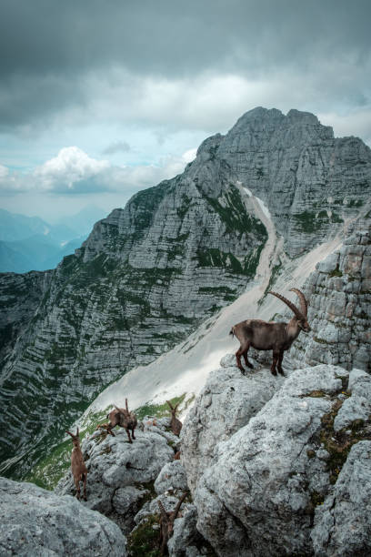 istock Capricorns in the Julian alps 1195191857