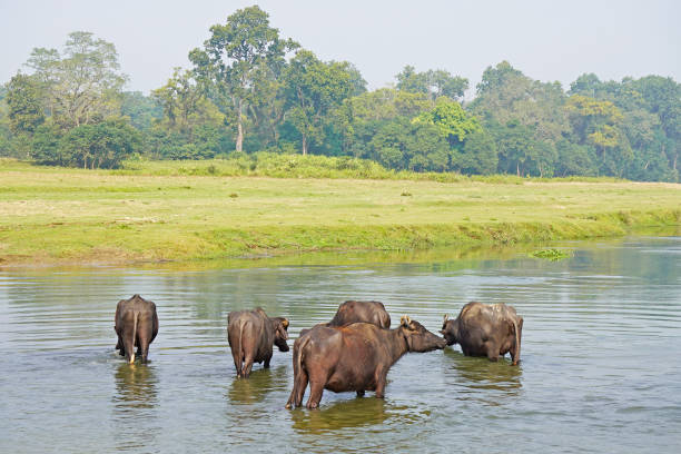 wasserbüffel im fluss, chitwan, nepal - chitwan stock-fotos und bilder