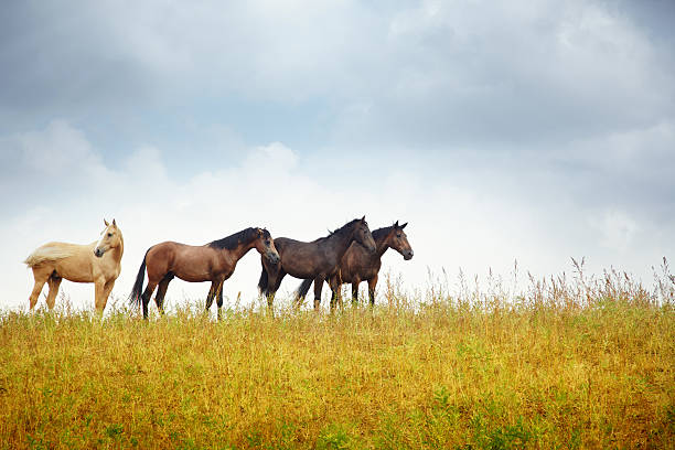 istock Four horses in the steppe 119519295