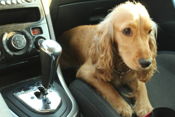 istock Dog in car. 1195193437