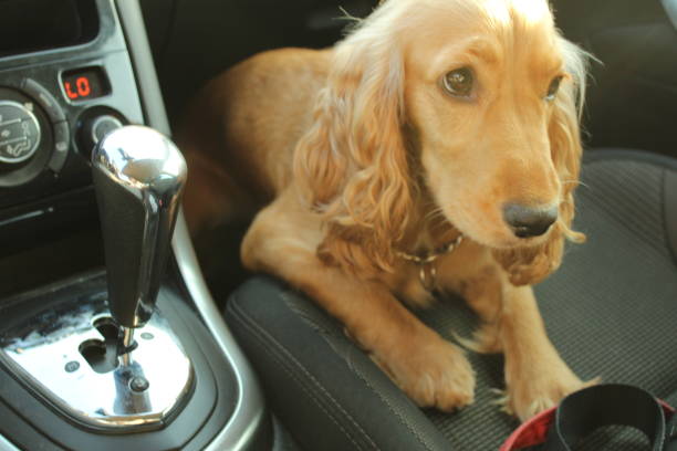 istock Dog in car. 1195193479