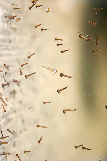 Mosquito Larvae in Water Barrel stock photo