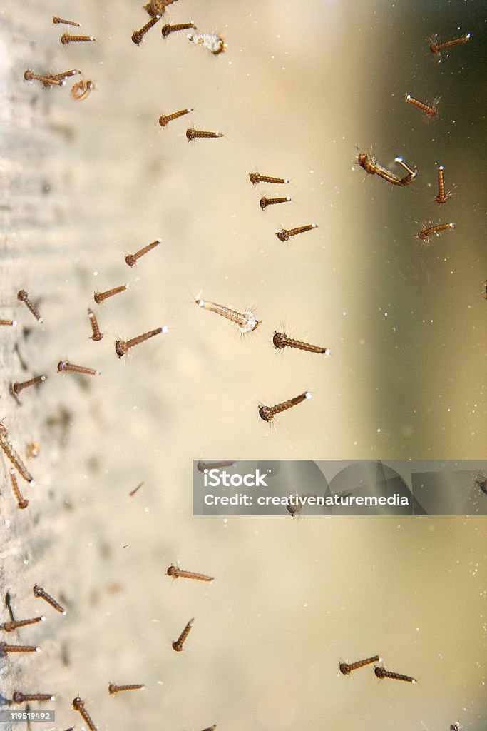 Mosquito Larvae em água barril - Foto de stock de Larva royalty-free