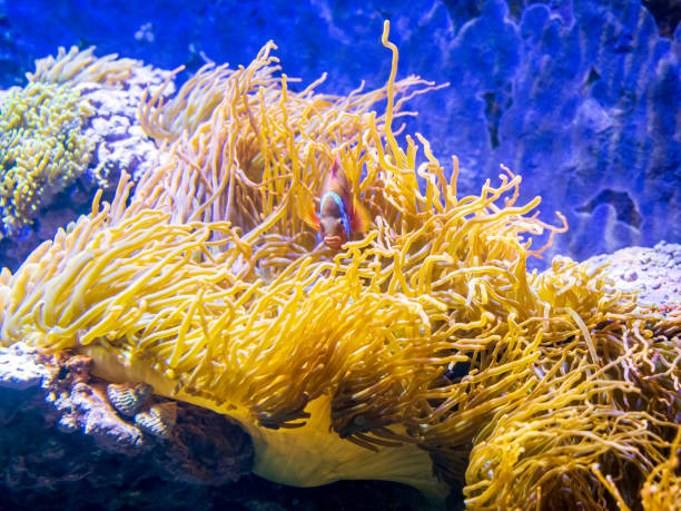 istock Brightly lit sea anemones growing on rock surfaces 1195195699