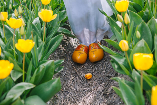 Close up typical dutch national wooden clogs . Traditional netherlands wooden yellow klompen shoes stand on the ground between colorful yellow tulip flower fields.