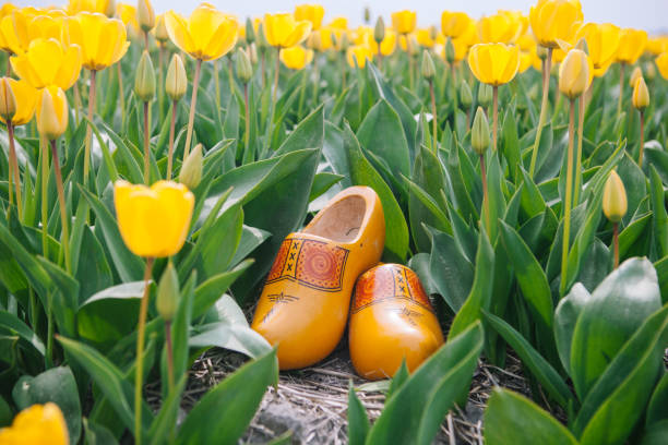 Close up typical dutch national wooden clogs . Traditional netherlands wooden yellow klompen shoes stand on the ground between colorful yellow tulip flower fields.