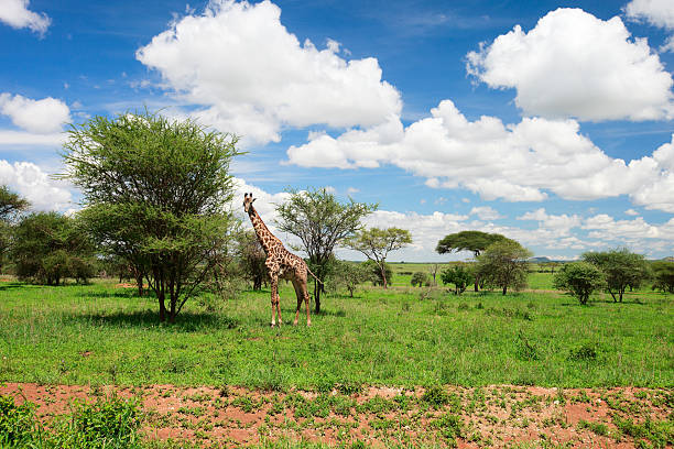 istock Tarangire landscape in Tanzania 119519671