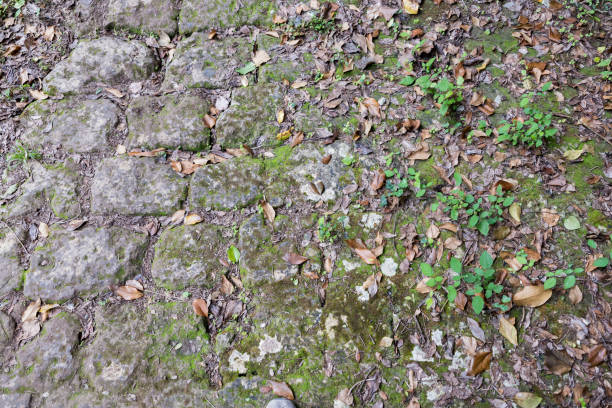 istock Texture of Sicilian rock 1195196767