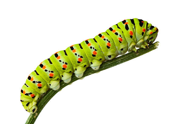 istock Side view of caterpillar on stem 119519748