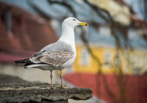 istock Bird in the city 1195200414