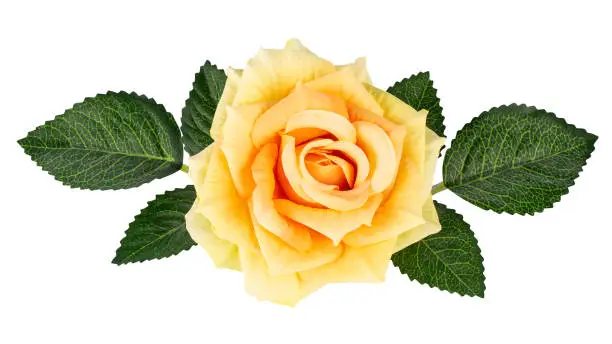 Decorative yellow rose with green leaves isolated on white background